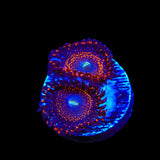 WWC Illuminati Zoanthids Coral