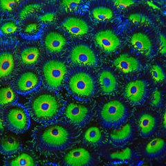 WWC Island Time Zoanthid Coral