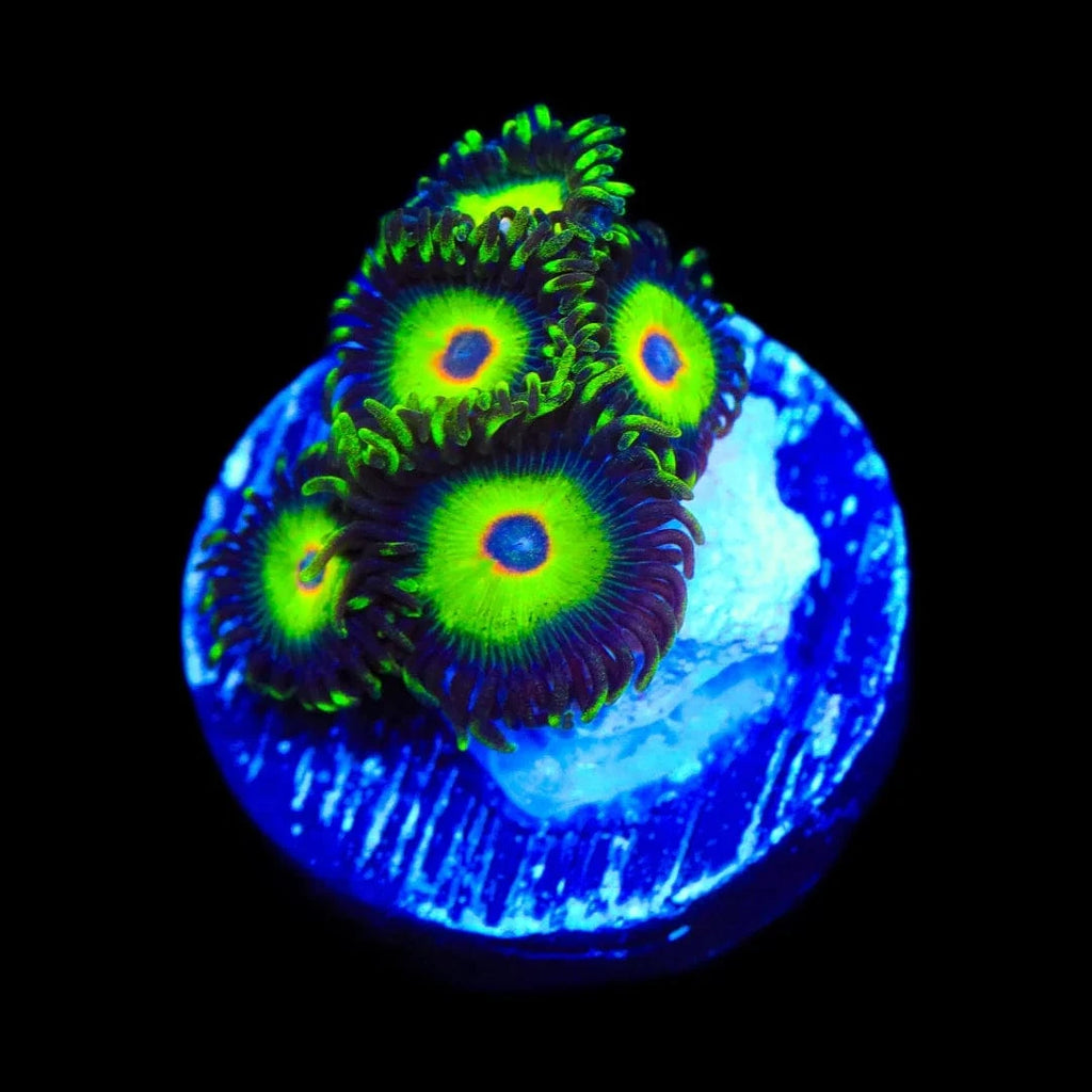 WWC Island Time Zoanthids Coral