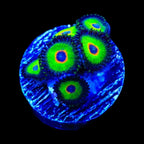 WWC Island Time Zoanthids Coral