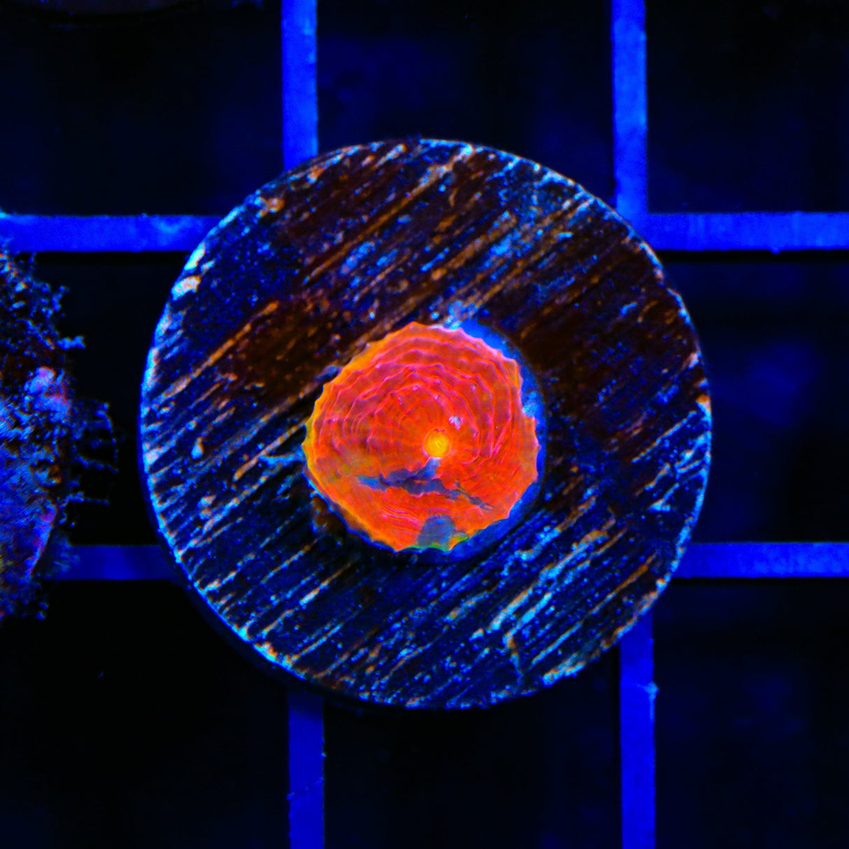 WWC Jelly Bean Chalice Coral