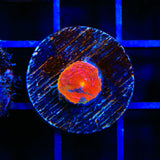 WWC Jelly Bean Chalice Coral