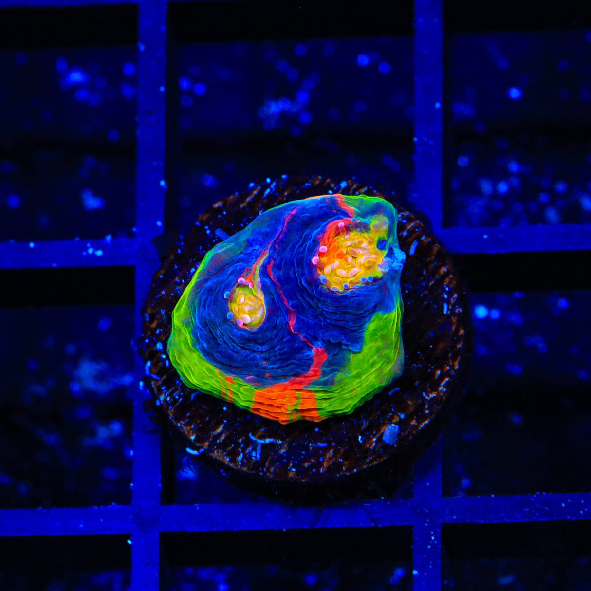WWC Jelly Bean Chalice Coral
