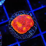 WWC Jelly Bean Chalice Coral