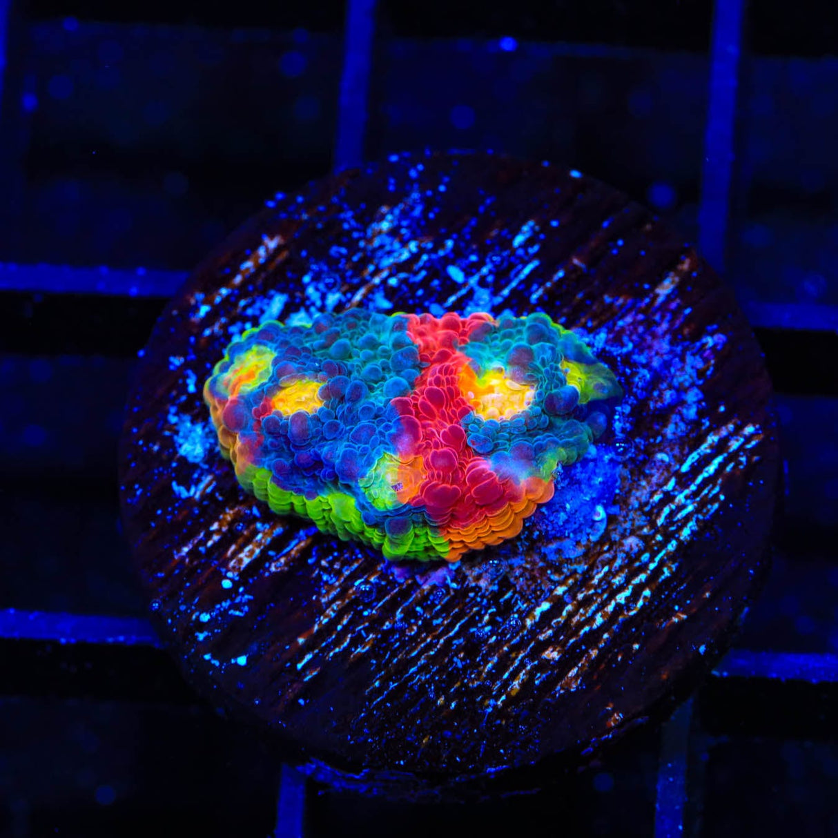 WWC Jelly Bean Chalice Coral