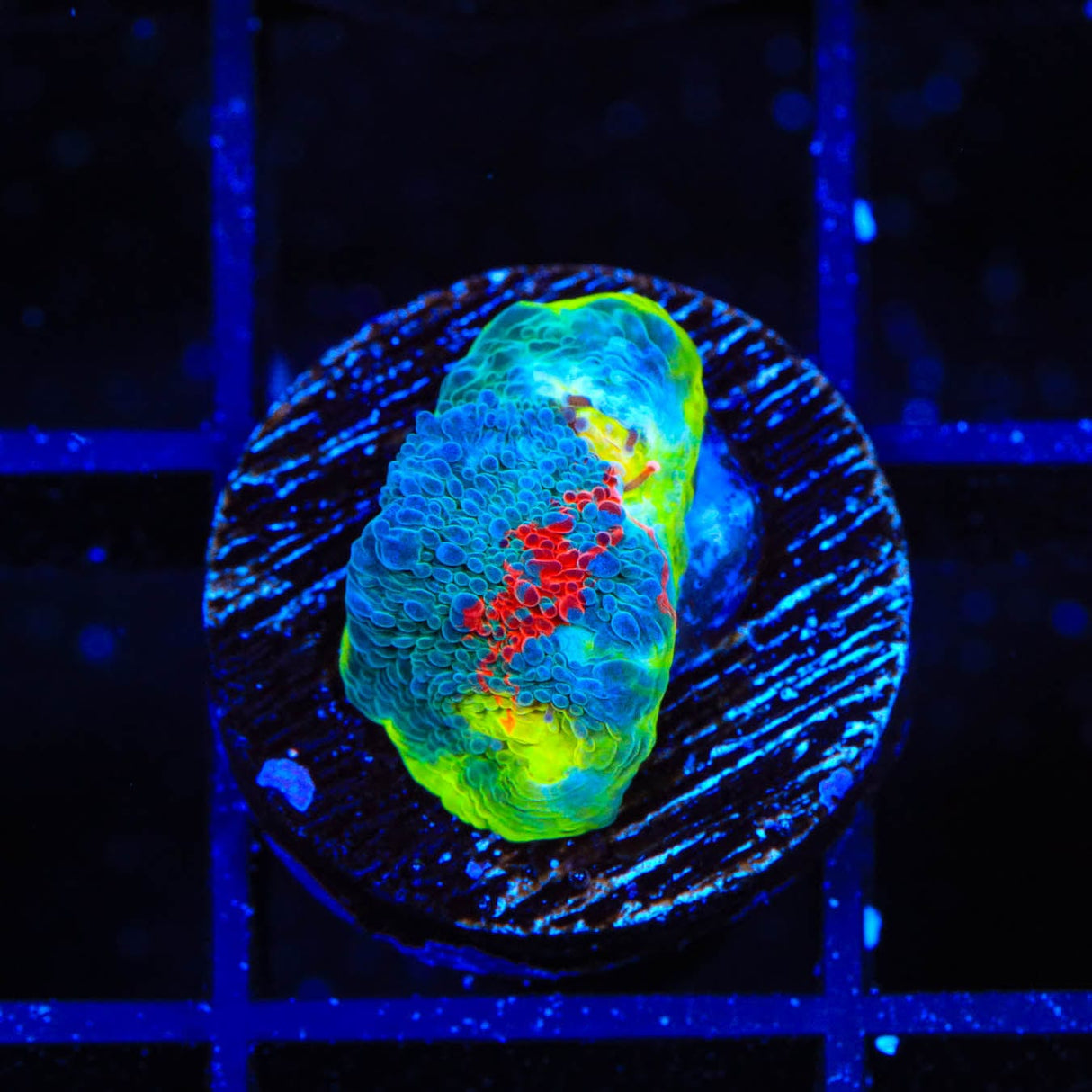 WWC Jelly Bean Chalice Coral
