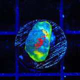 WWC Jelly Bean Chalice Coral