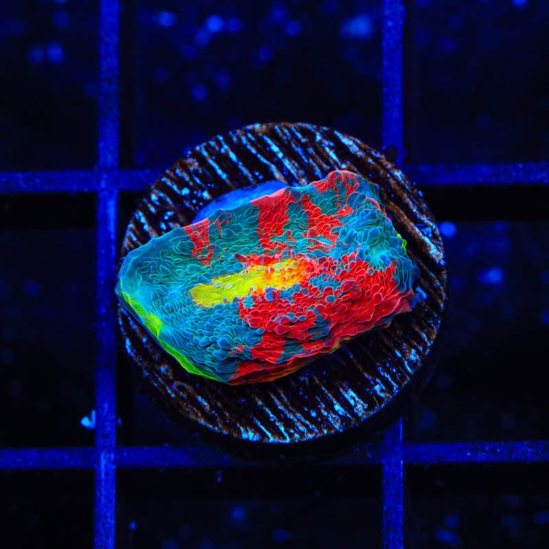 WWC Jelly Bean Chalice Coral