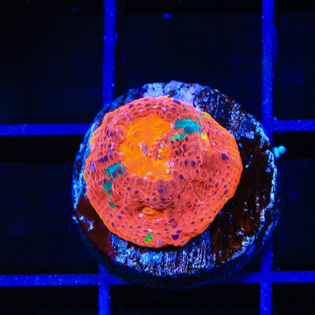 WWC Jelly Bean Chalice Coral