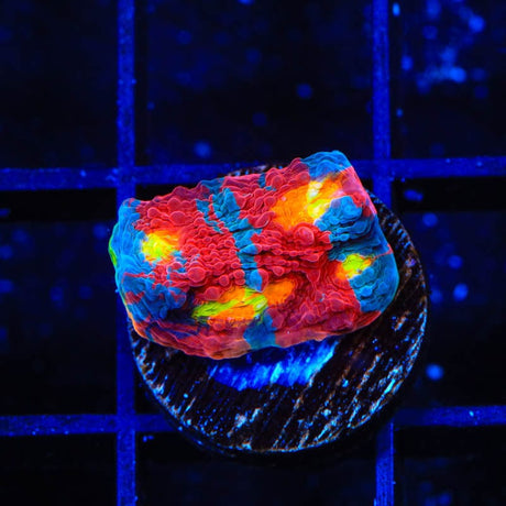WWC Jelly Bean Chalice Coral