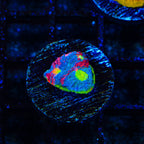WWC Jelly Bean Chalice Coral