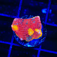 WWC Jelly Bean Chalice Coral