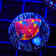 WWC Jelly Bean Chalice Coral