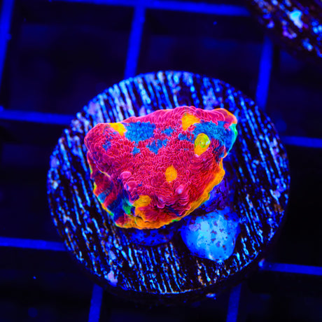 WWC Jelly Bean Chalice Coral
