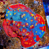 WWC Jelly Bean Chalice Coral