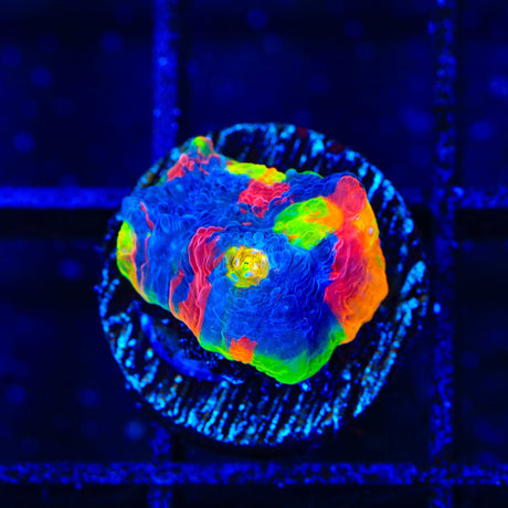 WWC Jelly Bean Chalice Coral
