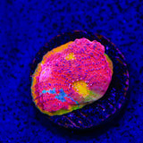 WWC Jelly Bean Chalice Coral