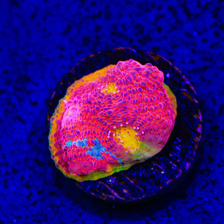 WWC Jelly Bean Chalice Coral