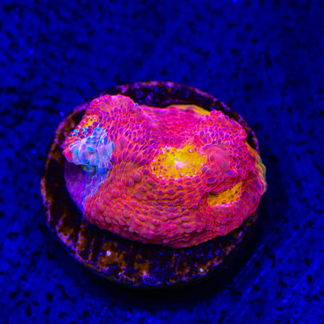 WWC Jelly Bean Chalice Coral
