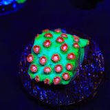 WWC Jingle Bells Cyphastrea Coral
