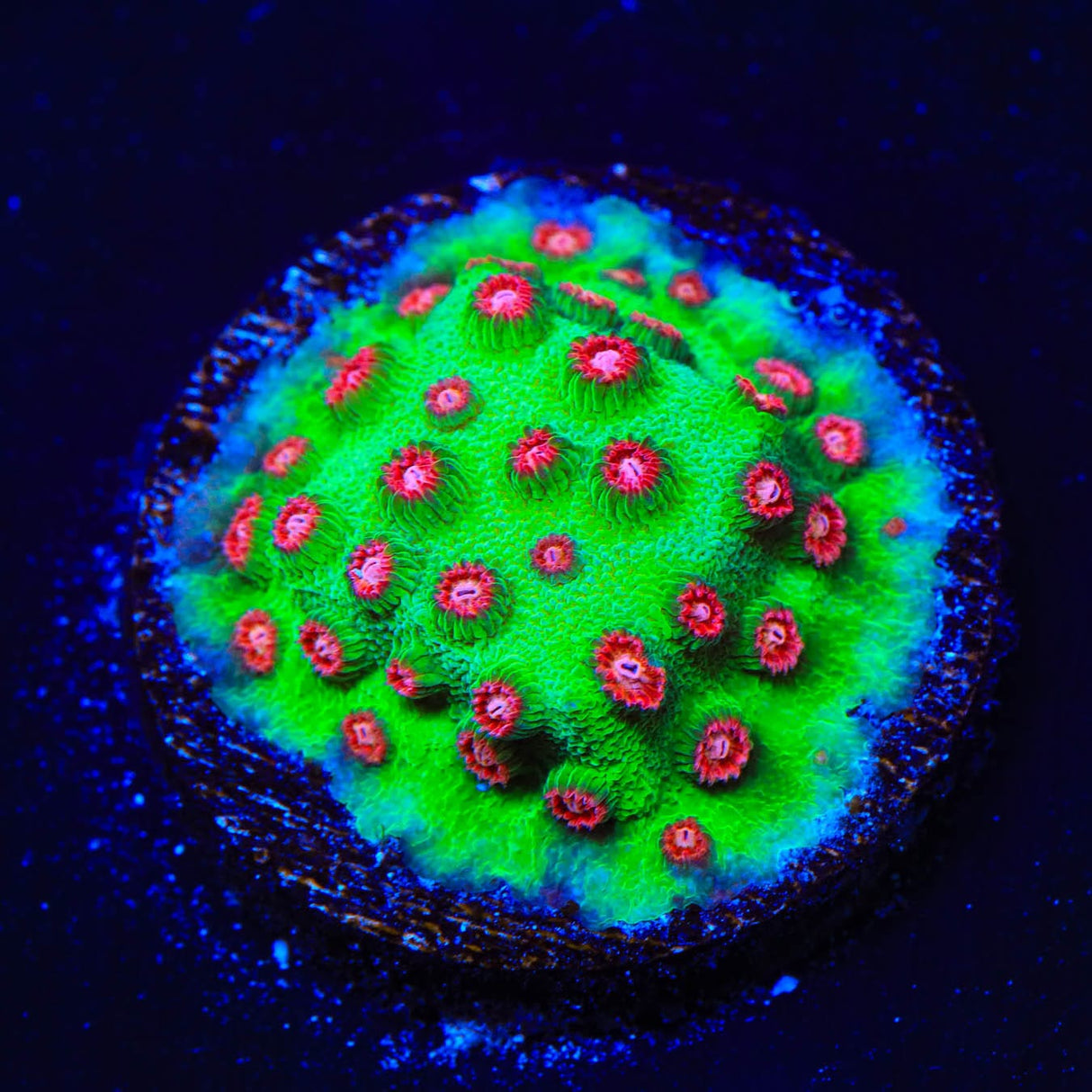 WWC Jingle Bells Cyphastrea Coral