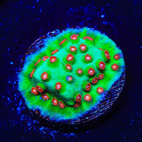 WWC Jingle Bells Cyphastrea Coral