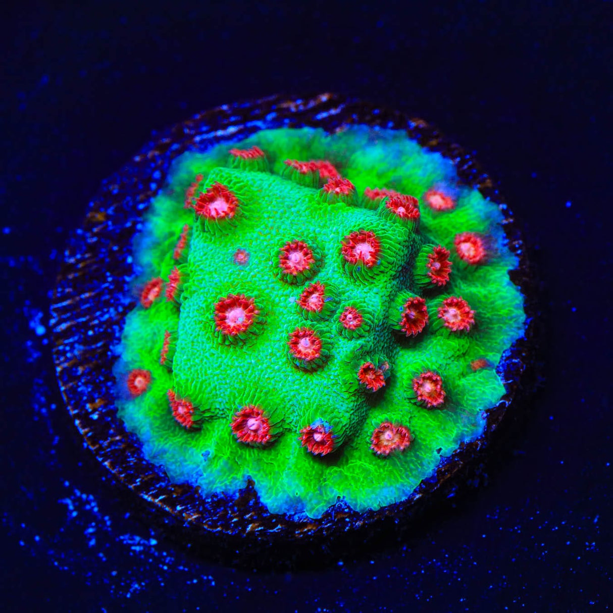 WWC Jingle Bells Cyphastrea Coral