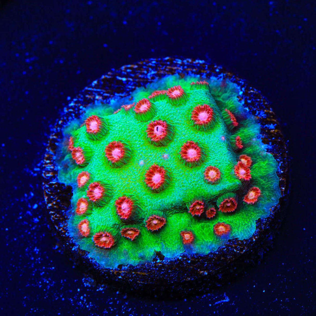 WWC Jingle Bells Cyphastrea Coral
