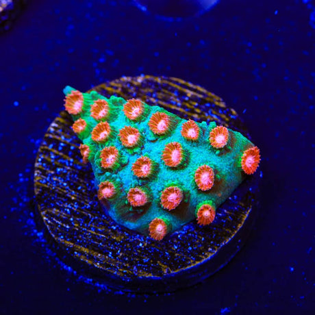 WWC Jingle Bells Cyphastrea Coral