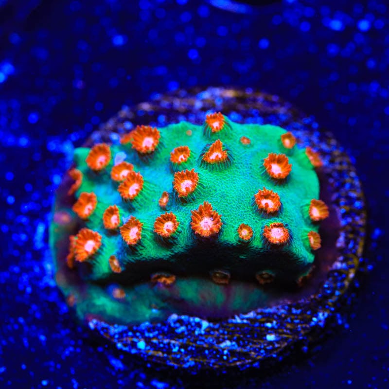 WWC Jingle Bells Cyphastrea Coral