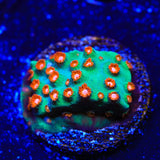 WWC Jingle Bells Cyphastrea Coral