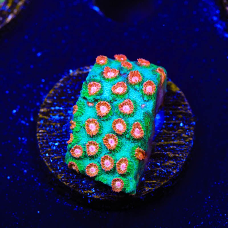 WWC Jingle Bells Cyphastrea Coral