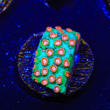 WWC Jingle Bells Cyphastrea Coral