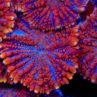King Julius Bounce Mushroom Coral