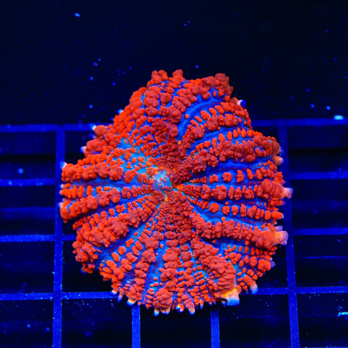 WWC King Julius Bounce Mushroom Coral