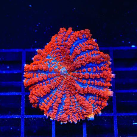 WWC King Julius Bounce Mushroom Coral