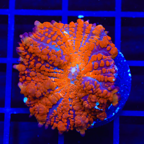 WWC King Julius Bounce Mushroom Coral