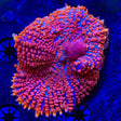 WWC King Julius Bounce Mushroom Coral