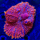 WWC King Julius Bounce Mushroom Coral