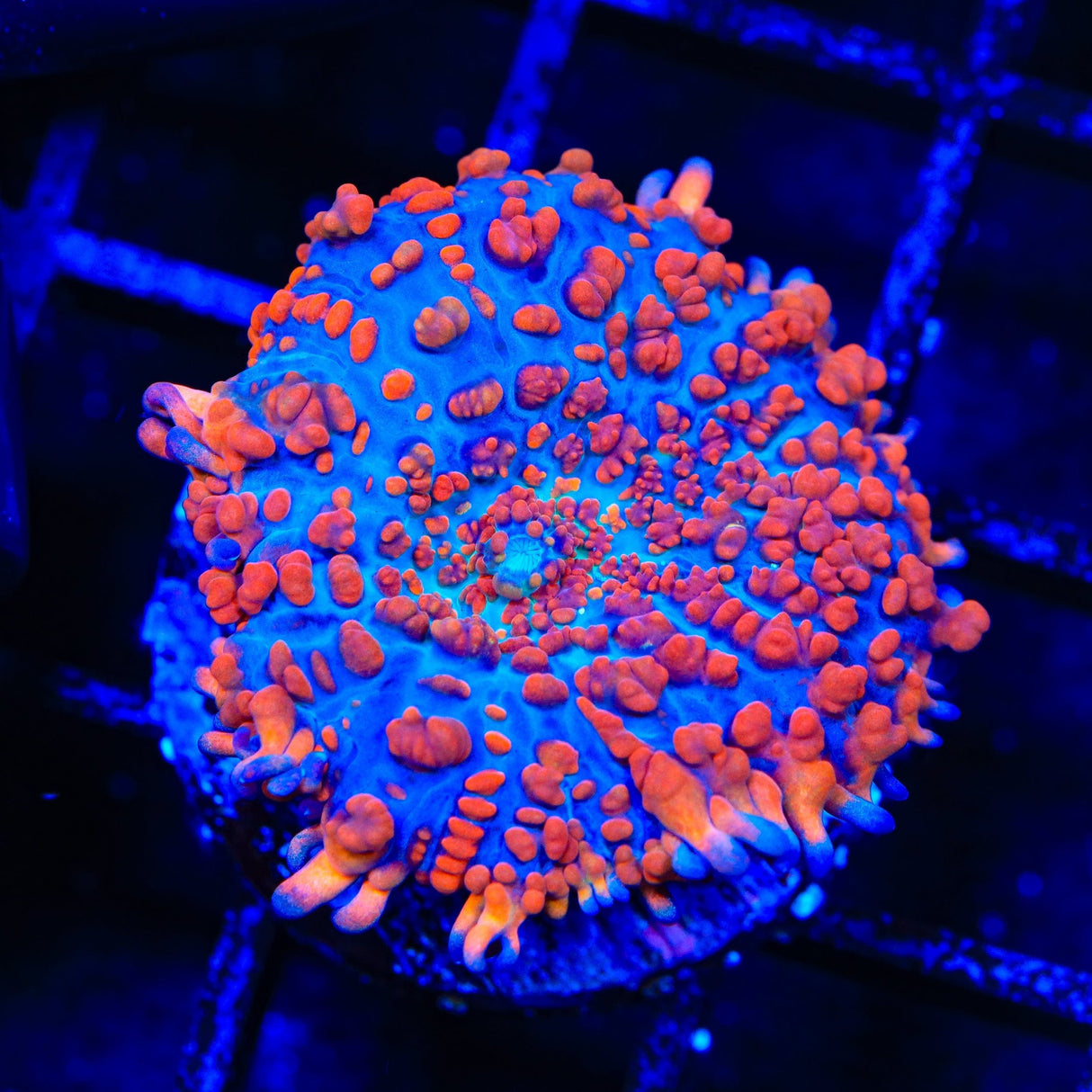WWC King Julius Bounce Mushroom Coral