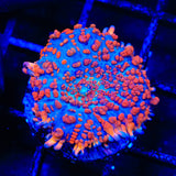 WWC King Julius Bounce Mushroom Coral