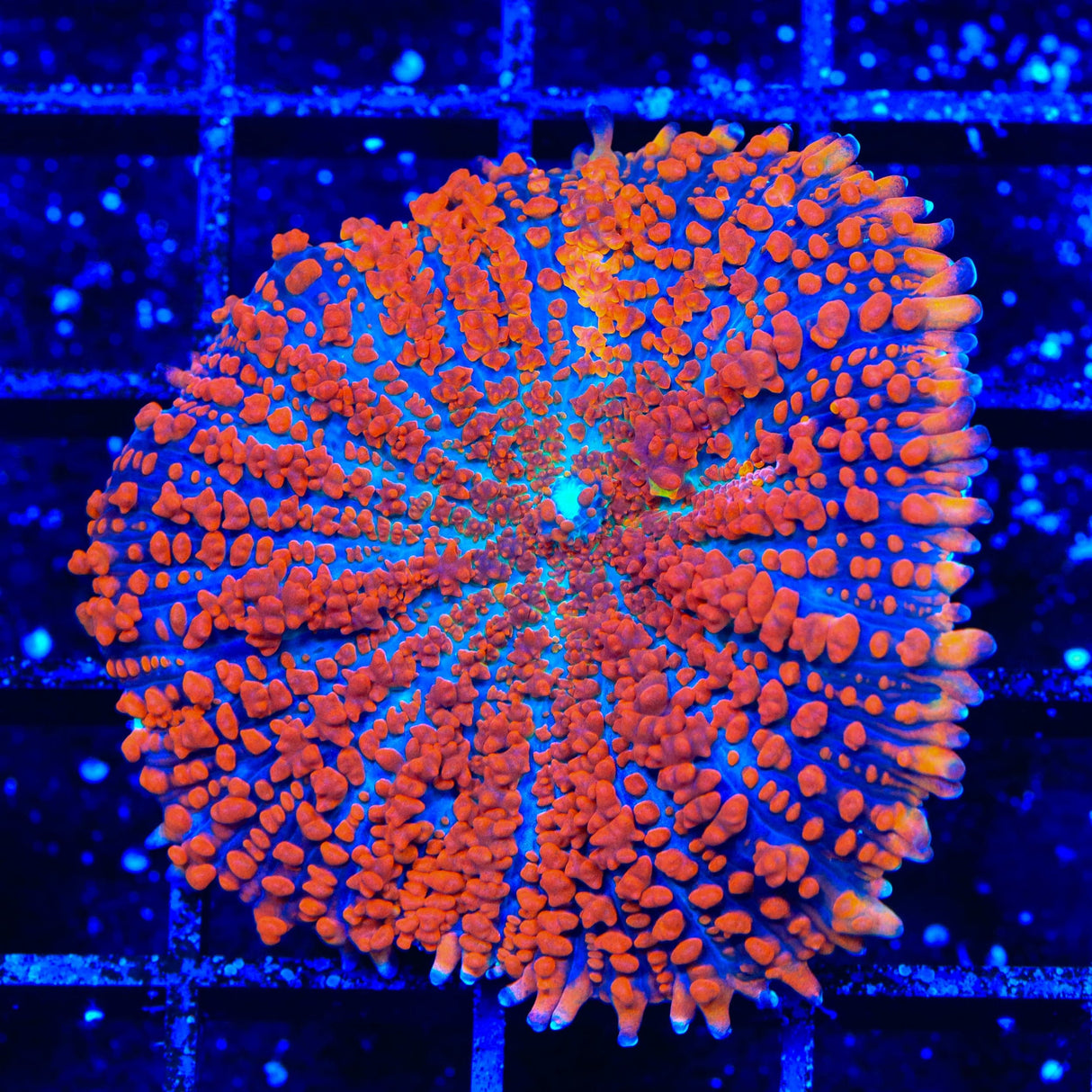 WWC King Julius Bounce Mushroom Coral