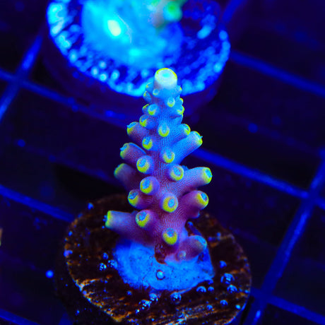 WWC Kobe Bean Acropora Coral