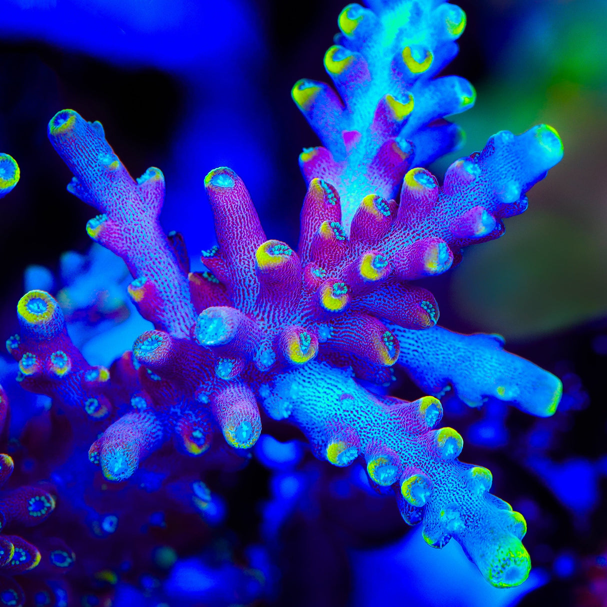 WWC Kobe Bean Acropora Coral