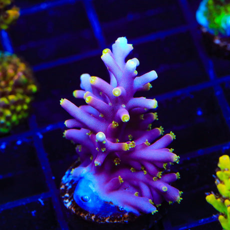 WWC Little Red Ferarri Acropora Coral
