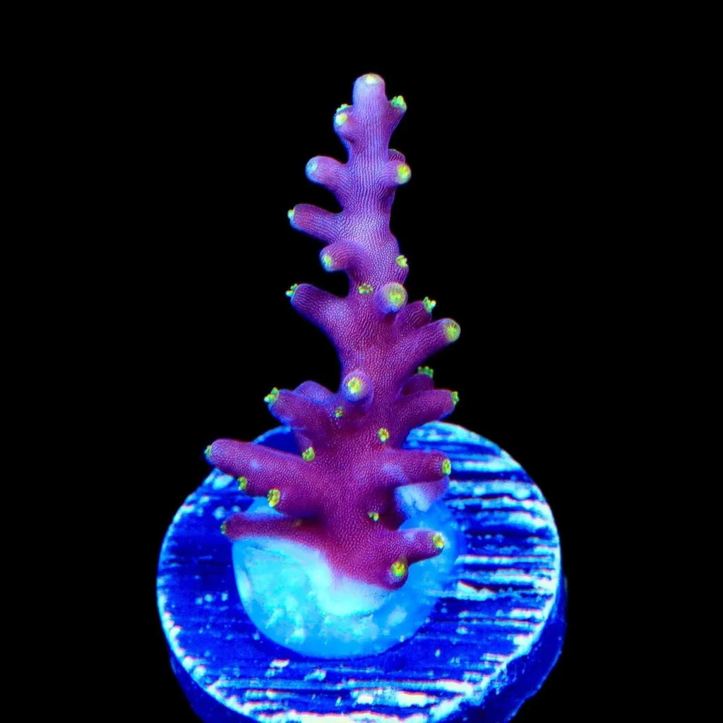 Little Red Ferrari Acropora Coral – Top Shelf Aquatics