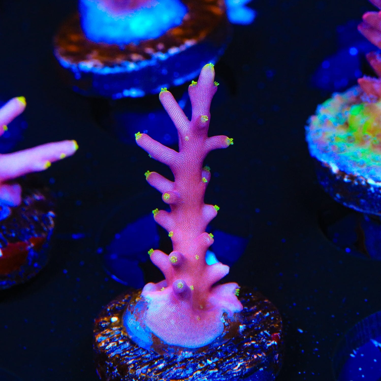 Little Red Ferrari Acropora Coral – Top Shelf Aquatics