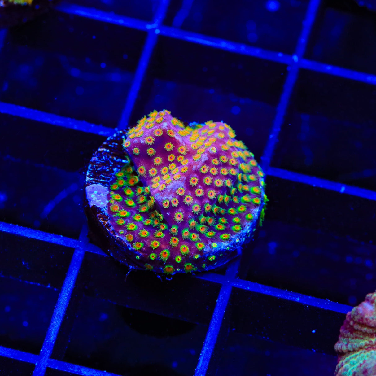 WWC Looney Tunes Stylocoeniella Coral