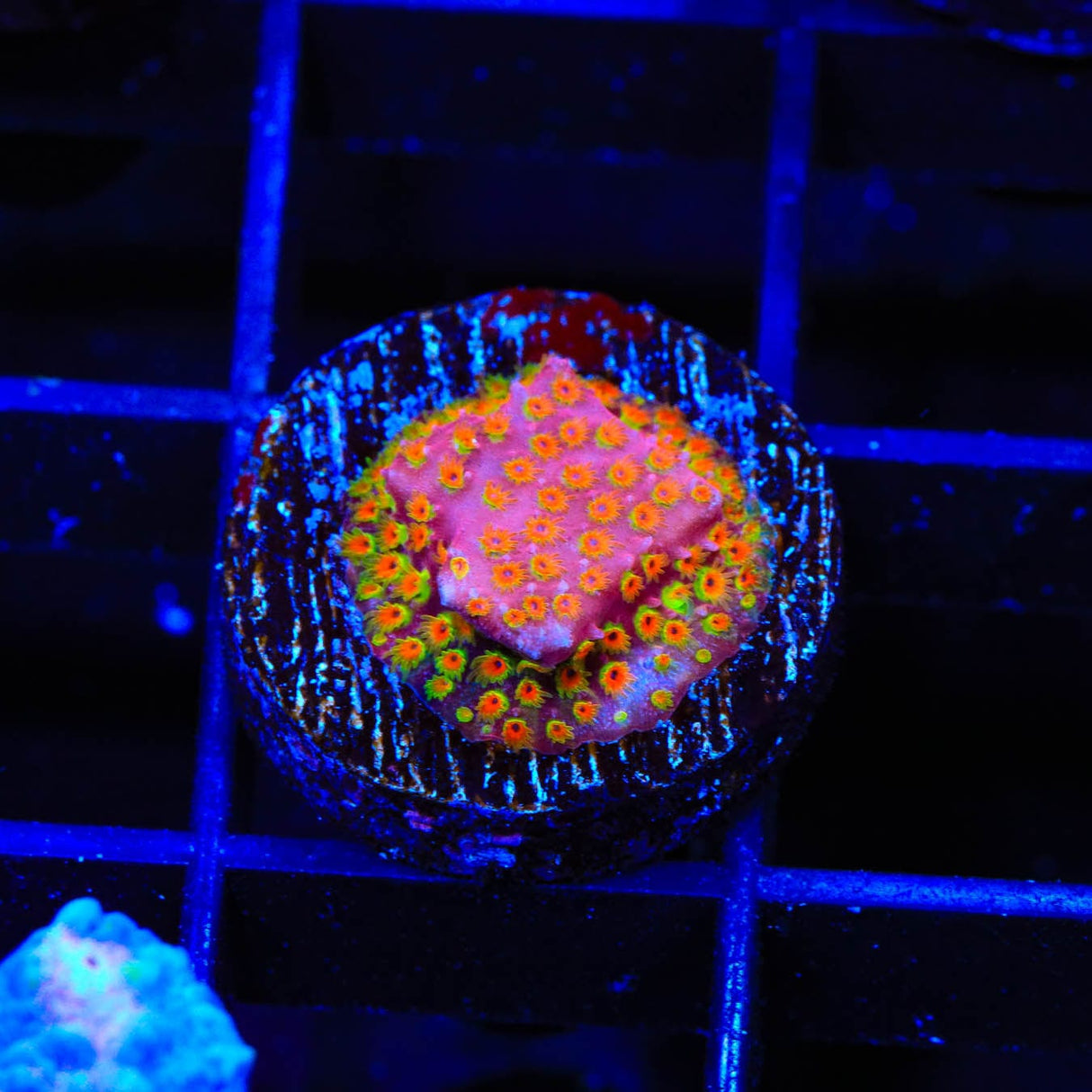 WWC Looney Tunes Stylocoeniella Coral