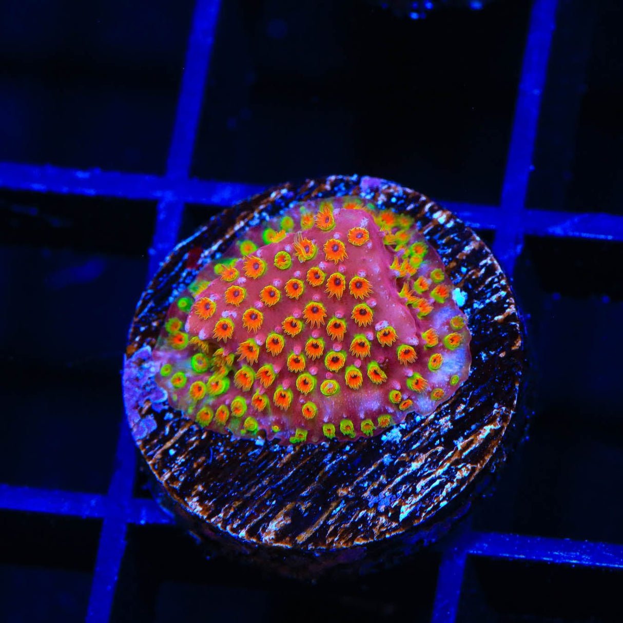 WWC Looney Tunes Stylocoeniella Coral